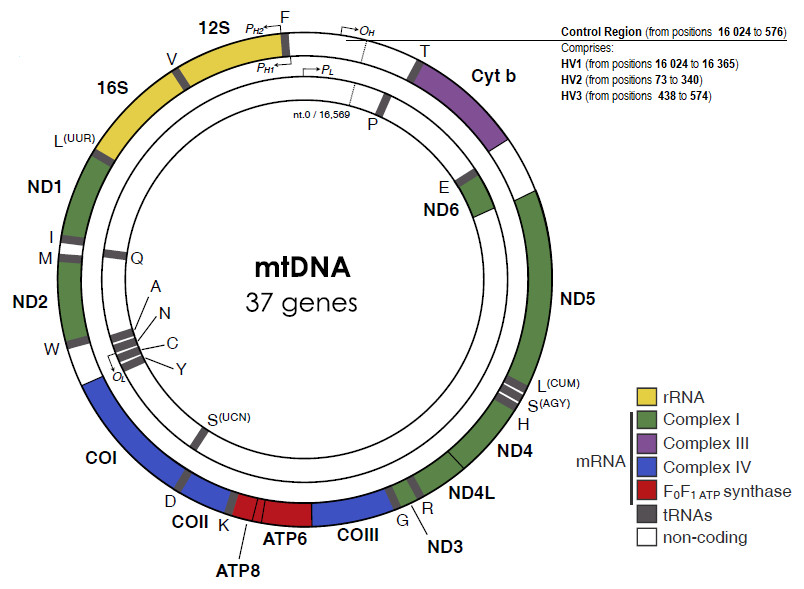 mitochondrial dna sequence analysis