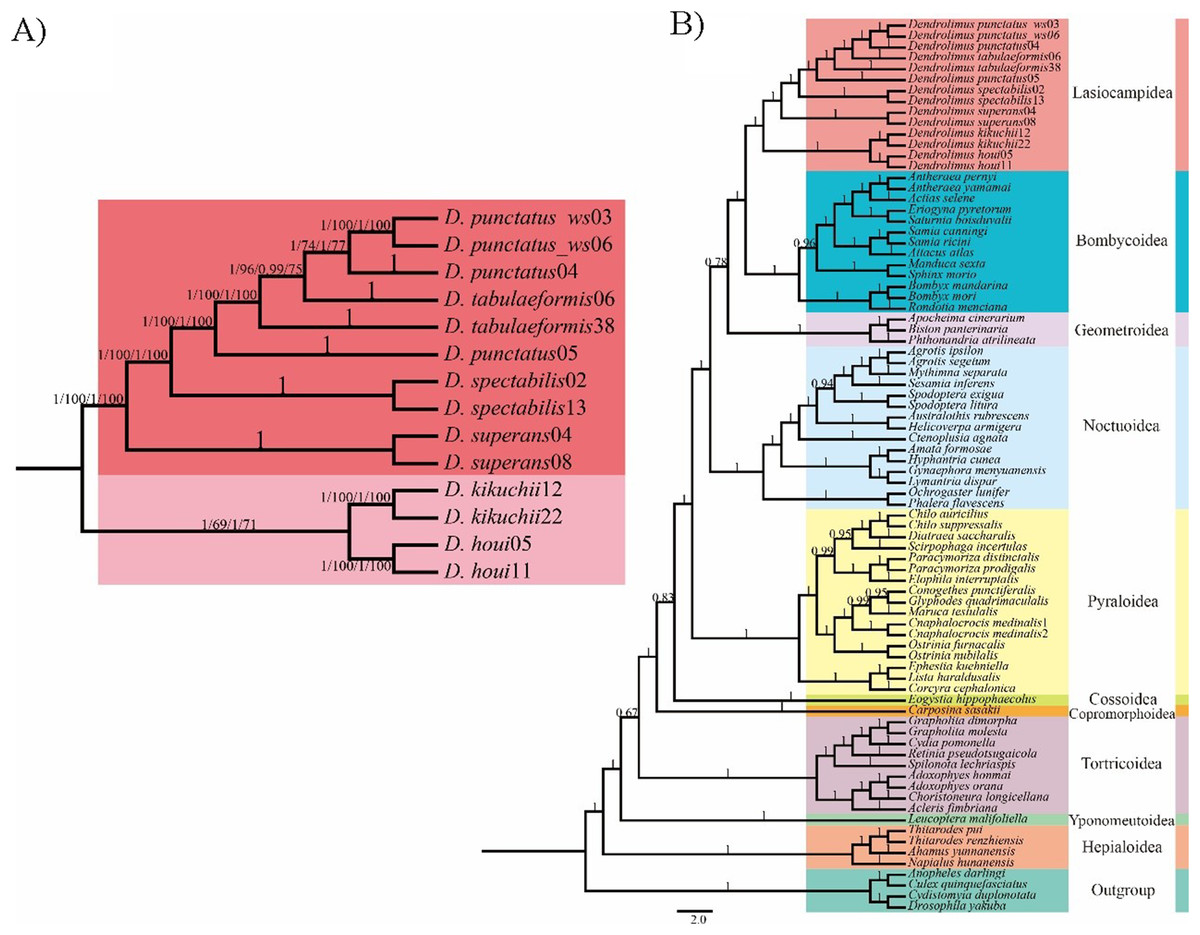 Schematic phylogenetic relationships of mitochondria and
