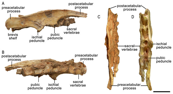 Right ilium of Protoceratops andrewsi ZPAL MgD-II/3 in (A) lateral, (B) medial, (C) dorsal, and (D) ventral views.