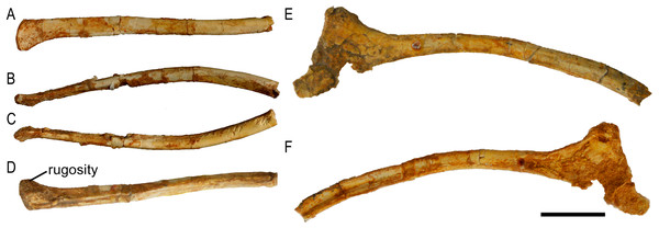 Ischia of Protoceratops andrewsi ZPAL MgD-II/3.