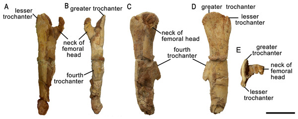 Right femur of Protoceratops andrewsi ZPAL MgD-II/3 in (A) cranial, (B) caudal, (C) medial, (D) lateral, and (E) dorsal views.