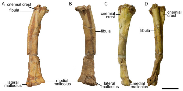 Right tibia and fibula of Protoceratops andrewsi ZPAL MgD-II/3 in (A) cranial, (B) caudal, (C) medial, and (D) lateral view.