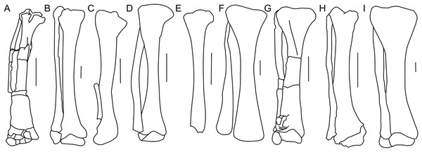Tibia and fibula morphology.