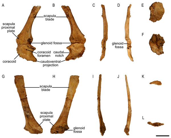 Scapula of Protoceratops andrewsi (ZPAL MgD-II/3, subadult).