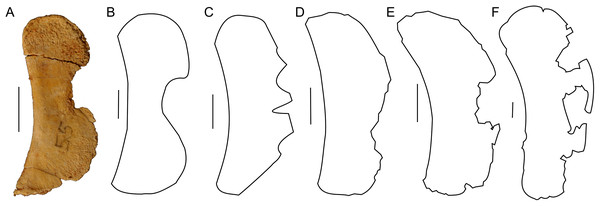Sternal plate morphology.