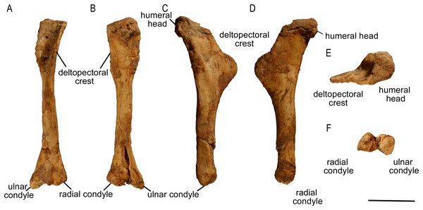 Left humerus of Protoceratops andrewsi (ZPAL MgD-II/3) in (A) anterior, (B) posterior, (C) medial, (D) lateral, (E) dorsal, and (F) ventral views.