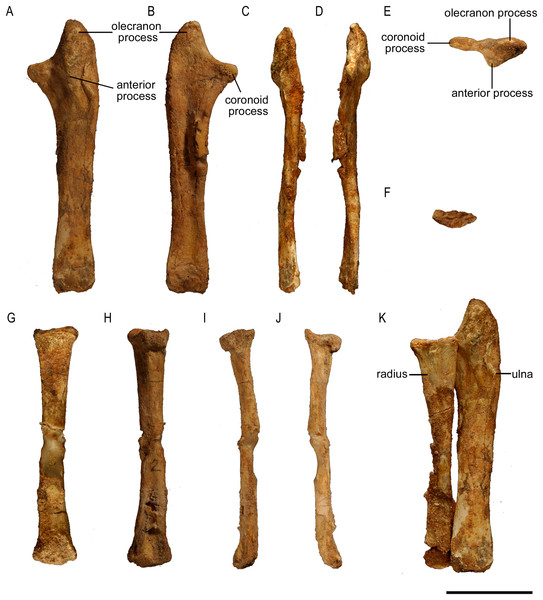 Ulna and radius of Protoceratops andrewsi (ZPAL MgD-II/3).