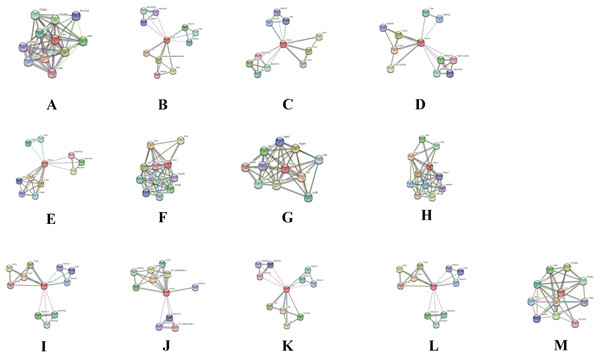 Network view of predicted associations for group of proteins with CD14.