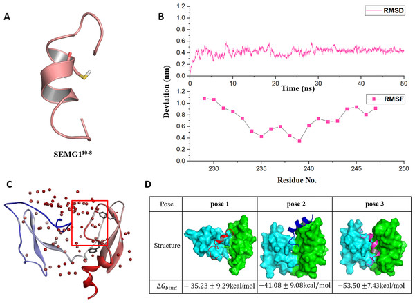 The molecular dynamics optimized strucrues of SEMG110-8 peptide and the binding model of EPPIN and SEMG110-8.