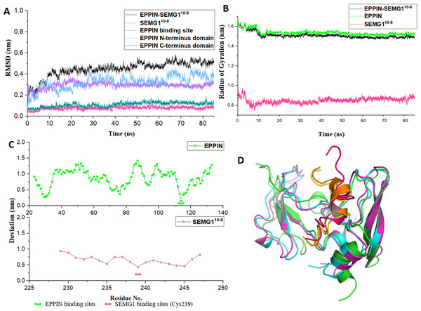 The molecular dynamic simulation process of EPPIN-SEMG110-8 complex.