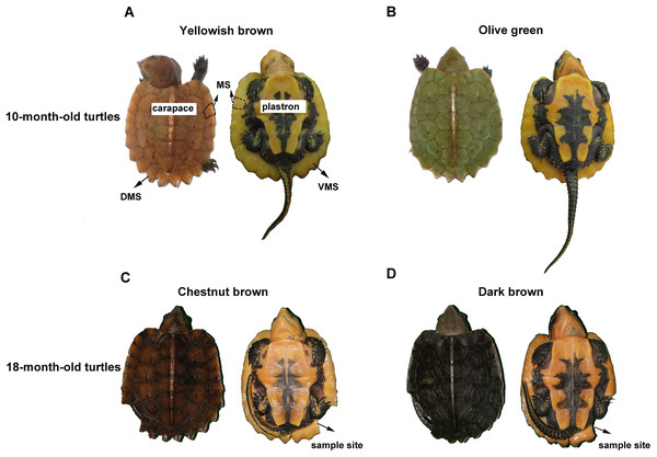 The carapace color change of the big-headed turtle.