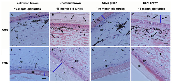 Light micrographs of the marginal scute of carapaces from yellowish brown, chestnut brown, olive green, and dark brown big-headed turtles, stained with hematoxylin and eosin.