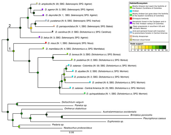 Phylogenetic relationships of Dichotomius species.