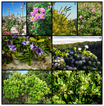 Taxonomic, biological and geographical traits of species in a coastal ...