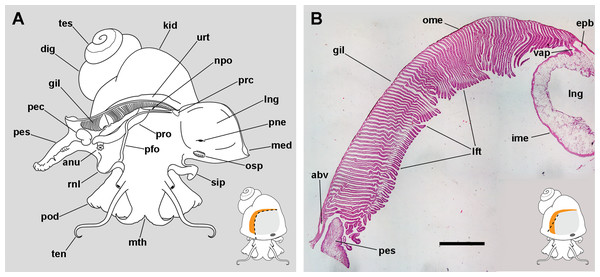 The gill and the pallial complex.