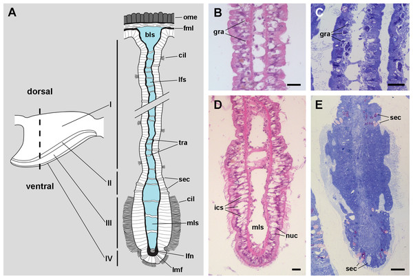 The gill leaflets and their regions (light microscopy).