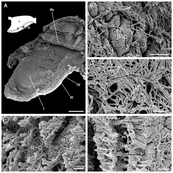 Apical specialisations on the gill surface (scanning electron microscopy).