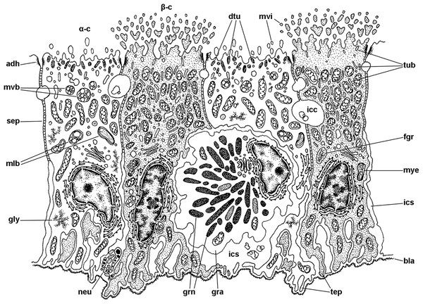 Mitochondria-rich cells in region I of the gill leaflets (diagram).