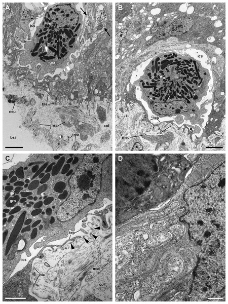 Structures associated with granulocytes in the basolateral domain of the gill epithelium (transmission electron microscopy).