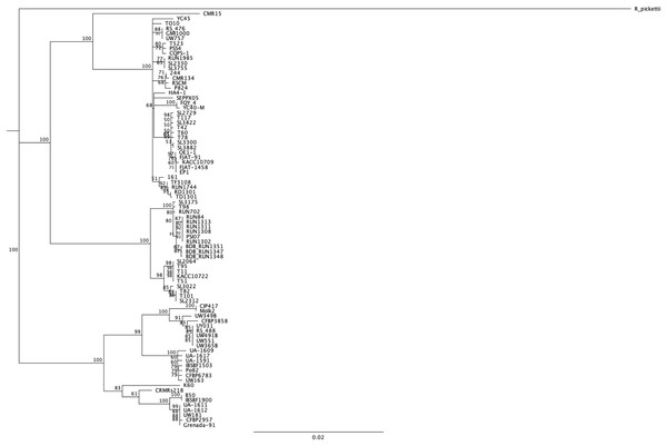 mutS alignment and phylogenetic tree on the set of 84 different strains.