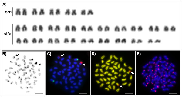 Cytogenetics of Craterocephalus amniculus.