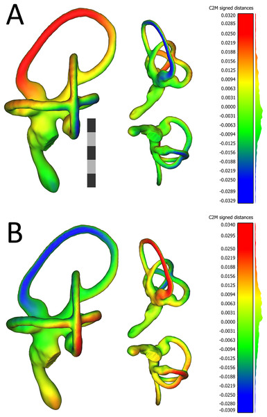 Views of 3D models of the mean left (A) and mean right (B) ears from the sample of wild turkeys.