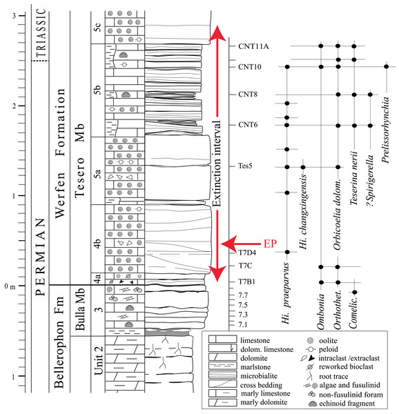 Stratigraphic column of the Tesero succession containing the formational and (supposed) erathem boundaries and the stratigraphic ranges of conodonts and brachiopods.