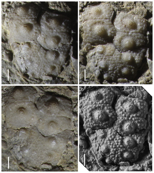 Photos of specimen MPL 8651-1 of Eotiaris teseroensis.