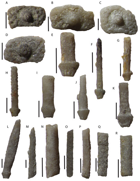 Disarticulated echinoid interambulacral plates and spines from the Tesero Member of the Werfen Formation.