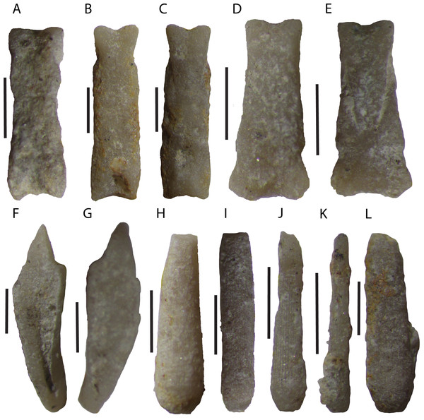 Disarticulated echinoid Aristotle’s lantern elements and spines from the Tesero Member of the Werfen Formation.