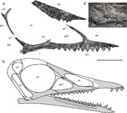 Seazzadactylus venieri gen. et sp. nov., a new pterosaur (Diapsida ...