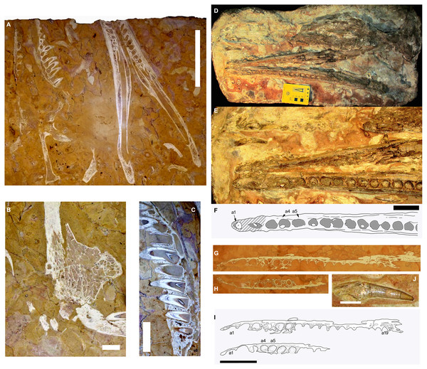 The RAVF thalattosuchian fossil record.