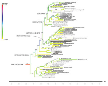 A revision of the diagnosis and affinities of the metriorhynchoids ...