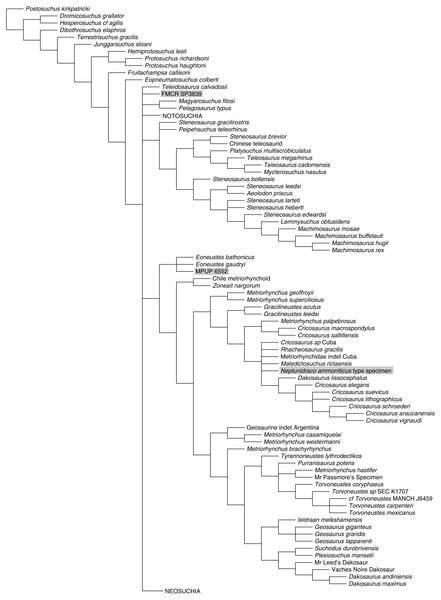 Half-compact tree of undated Bayesian inference analysis of Crocodylomorpha.