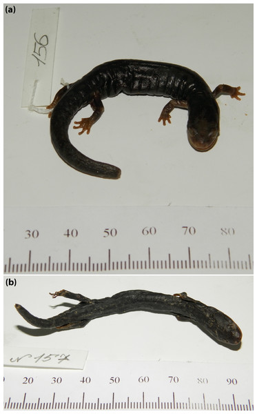Lectotype and paralectotype of A. flavipunctatus.
