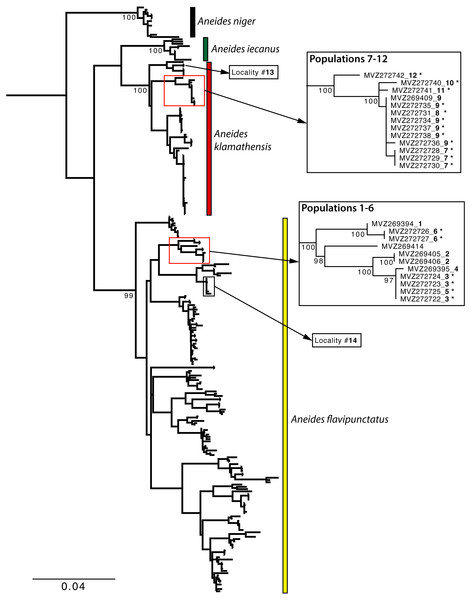 Maximum Likelihood phylogeny of the mitochondrial ND4 gene.