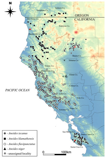 Taxonomic revision of black salamanders of the Aneides flavipunctatus ...