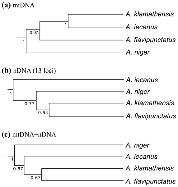 Phylogenetic relationships of the Aneides flavipunctatus complex.