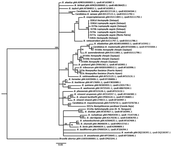 Phylogenetic tree of Bartonella, as based on concatenated gltA and rpoB genes using a GTR substitution model.