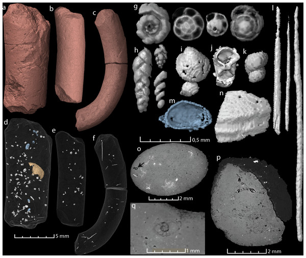Virtual reconstructions and virtual thin sections of coprolites and inclusions.
