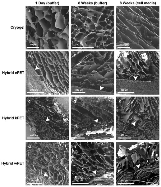 Microstructure of hybrid cryogel-coated prosthetic graft material.