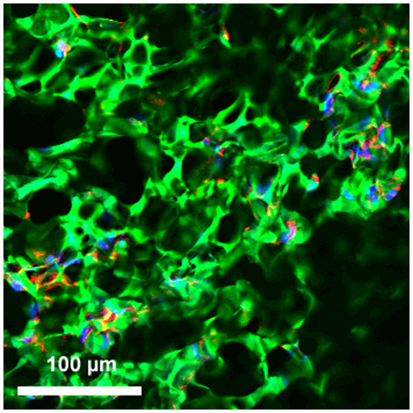 Incorporation of cells into hybrid grafts.