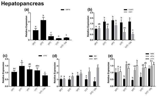 Relative expression of UPR and apoptosis related genes in hepatopancreas after acute cold-stress.