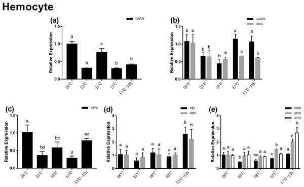 Relative expression of UPR and apoptosis related genes in hemocyte after acute cold-stress.