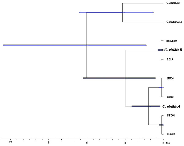 Time-tree of cryptic lineages among Chromis viridis obtained from BEAST.