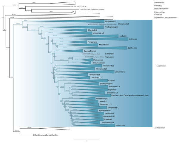Evolutionary relationships of the subfamily Larentiinae.