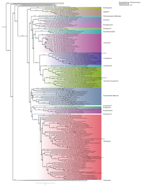 Evolutionary relationships of the subfamily Geometrinae.