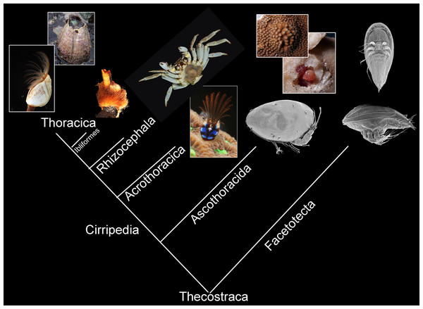 Morphological diversity of Thecostraca mapped onto the phylogenetic hypothesis presented by Pérez-Losada, Høeg & Crandall (2009).