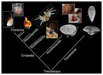 Fish, reconsidered: An updated 'Tree of Life' draws surprising connections