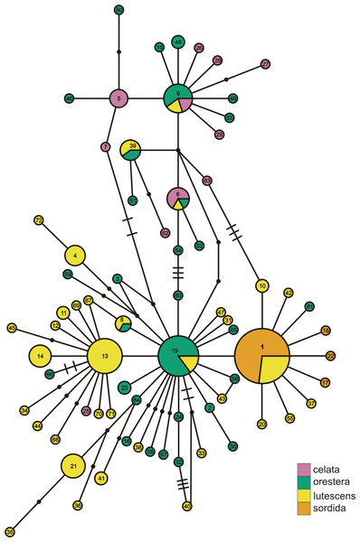 ND2 haplotype network with subspecies population grouping.